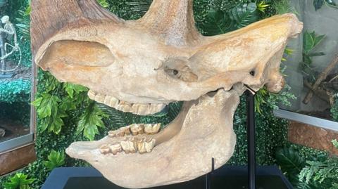 Woolly Rhino skull fossil