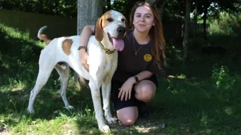 Dog's Trust A large brown and white hound dog standing with a woman - Salisbury Dogs Trust re-homing manager, Abi Tate, with long brown hair, kneeling next to the dog with her arm around him, and grass and trees in the background. 