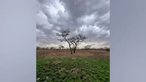 Mohamed Zakaria Acacia tree