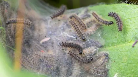 Savannah Jones/Butterfly Conservation Dozens of black fuzzy caterpillars are crawling on a green leaf. Around them is white web.