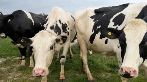 Cows at Cote Hill