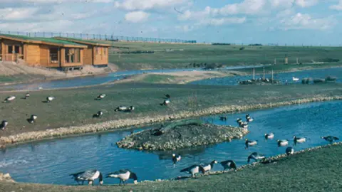 WWT Washington Birds surrounding a pond at the wetland centre. A one-storey wooden building can be seen in the background.