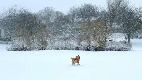 BBC WEATHER WATCHERS / POOTLES AND PICS A brown dog bounds through a snowy field. It has a red ball in its mouth.