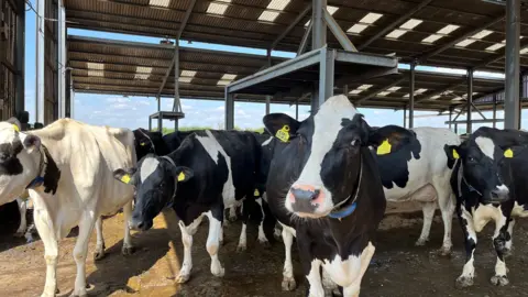 A number of cows under an open-sided barn. Most are facing the camera. They are black and white cows.