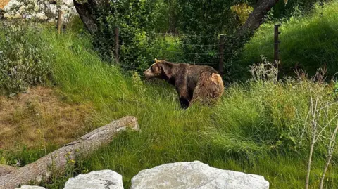 A bear in an enclosure with a waterway, grass and trees