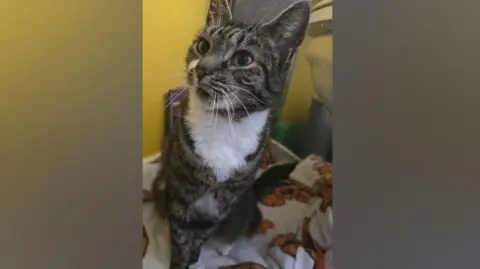 Rachel Sutherland Tiggles, a short-haired tabby cat. She has a white chest and is sitting on a blanket in front of a yellow wall and looking off to the left of the picture.