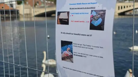 A notice on a metal barrier by the river, with swans in the background. The laminated A4 warns of pink feather syndrome and advises people not to feed the swans mouldy bread, but bird food, swan pellets or stale bread instead. 
