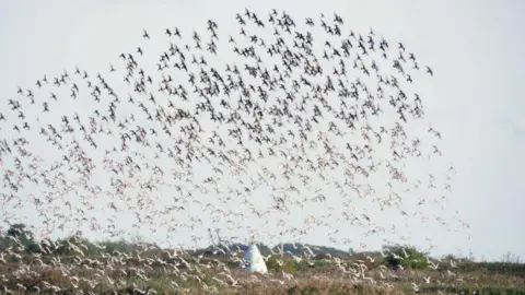 RSPB Black tailed godwits at Frampton in Lincolnshire