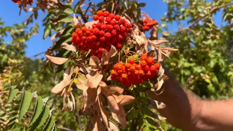 A bunch of Rowan Berries, which are small red/orange berries, on a tree. The leaves around it are brown and dying. 