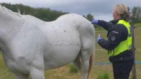 Dorset Police Rural Crime Team A woman dressed in police uniform and a high vis jacket swabs the wound of a white horse