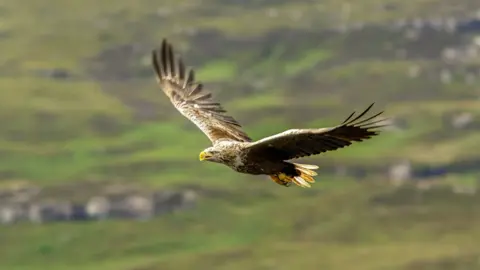 Getty Images A White-tailed Eagle is flying above heathland in Mull Island, Scotland in 2017. It has brown body with a pale head, a grey neck and white tail feathers. Its broad wings are open wide. Its chunky beak is yellow. 