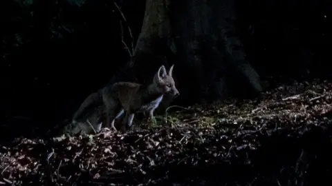 Robert Kanis Little fox illuminated by a beam of light at night. 