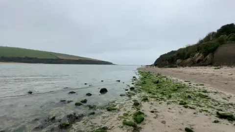 The picture shows a quiet, overcast shoreline where pale sand meets calm, shallow water. Green seaweed is scattered across the beach and clings to rocks along the tide line. On the left, low hills with soft, rounded slopes stretch towards the water. On the right, the land rises into a steeper, tree‑covered cliff.