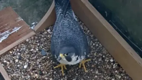 A peregrine falcon in a nest box