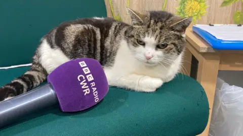 A grey and white striped cat sits on a green chair, staring at a purple BBC branded microphone