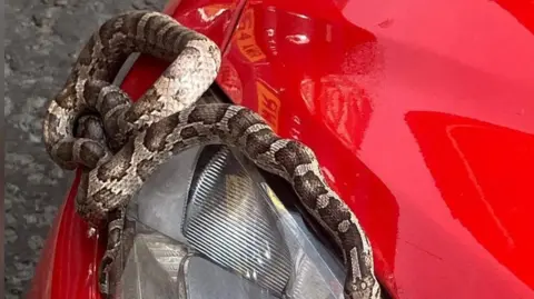 A patterned snake is coiled around the front headlight and hood of a bright red car. The snake’s body wraps over the glossy surface, contrasting with the smooth paint and glass. The scene appears to take place outdoors on a gravel surface, creating a striking and unusual encounter.