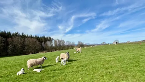 Three sheep and a number of lambs in a field with forestry in the background, with clear blue skies