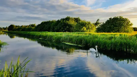 Daves Patch/BBC Weather Watchers A river with still water except where a white swan is causing ripples as it moves alongside the far bank. The bank is packed with bright green rushes and beyond it are leafy trees under a blue sky with white clouds.