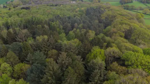 Charnwood Borough Council The woodland viewed from above