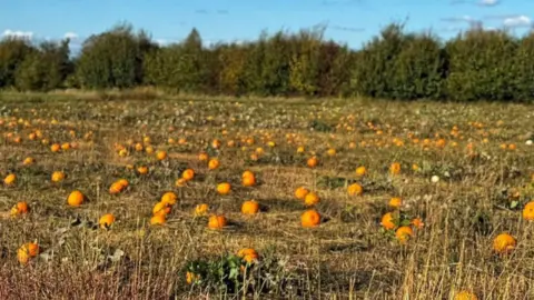 Ruffins Farm A pumpkin patch field at a farm on a sunny day. Pumpkins are dotted about the field ready to be picked.