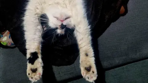 Charlotte Fleming Ted the cat at home