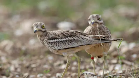 Andy Hay Two stone-curlew birds are pictured standing on a field. They look towards the camera. One of the birds has small red tags around its legs. 