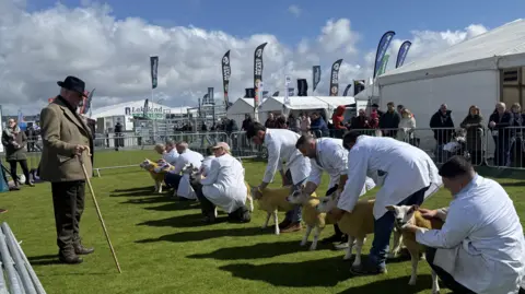 Sheep judging at Balmoral Show