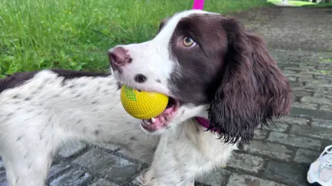 A white and black spaniel with a yellow ball in her mouth