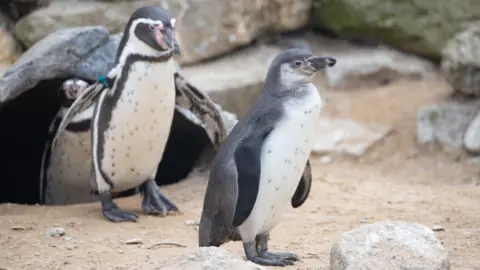 Newquay Zoo Humboldt penguins at Newquay Zoo. They are standing in a rocky environment.