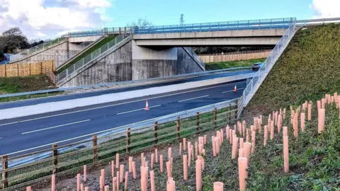 The green bridge. One of the carriageways below it is empty of cars and has traffic cones running along the centre of it. In the foreground are perhaps 100 saplings freshly planted with protective sleeves around them. The banks leading up to the bridge are freshly planted with grass.