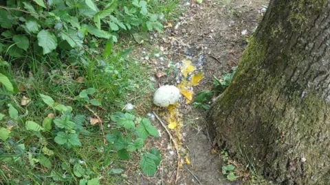MK Swan Rescue An egg is smashed on the ground at the base of a tree. The yellow yoke can be seen spread across the ground.