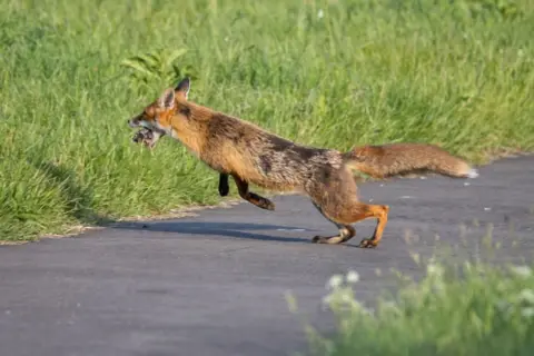 Steven Neish A fox is in motion running across a path with something in its mouth - maybe a hedgehog.