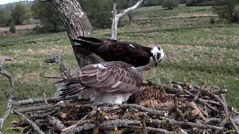 Two brown and white ospreys on a nest of twigs with grass in the background.