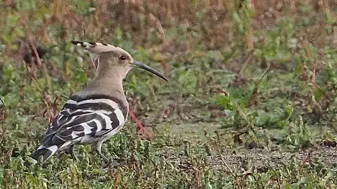 Spud Cooper The hoopoe bird on greenery at Foulridge Reservoir 