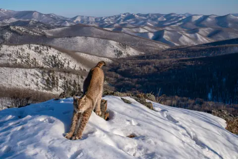 Igor Metelsky lynx stretched in the snow