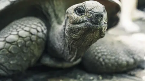 A turtle looks directly at the camera and fills the image