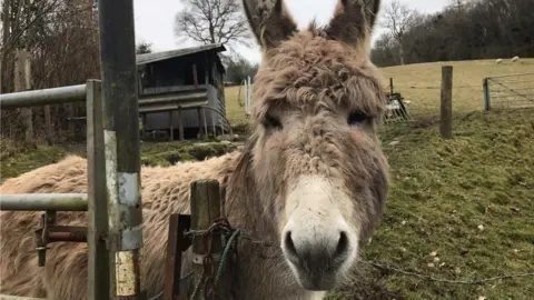 A donkey