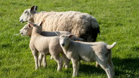 A sheep and two lambs standing in a grassy field