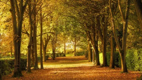 National Trust/Justin Minns A path lined by tall trees with green and orange leaves on an autumnal day. The grass path is covered in orange leaves that have fallen to the ground. The sun shines through gaps in the trees.