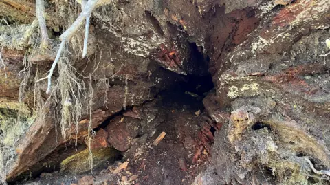 Rotten centre of Crockmere oak