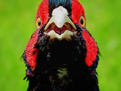 Angela Pearson A close-up image of a pheasant's face. It is primarily black with red feathers around its eyes.