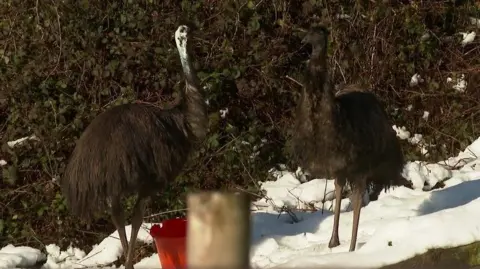 Two emus are standing in the snow they are both dark brown and one has a white face. 