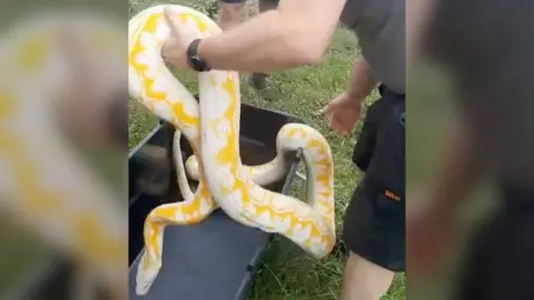 A man wearing a grey t-shirt and black shorts holding a snake over a black box. The snakes tail end is in the box and the head is hovering above.