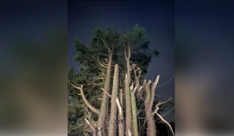 Tauseef Nawaz A large pine tree with a cat up the top, it is at night, with a dark sky, you can just see a cat at the top and cropped branches below.