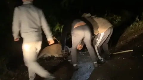 Dorset Police Three men are seen pulling a deer out of a ditch. They are holding it by the antlers. It is night and the men are wearing dark coloured tracksuits.