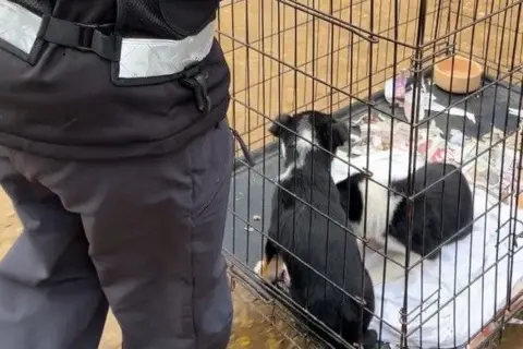 Staffordshire Police Two black and white dogs are in a cage being moved from the centre. One of the dogs is lying down on a white sheet and there is a dog bowl in the corner of a cage. An officer stands next to the cage.