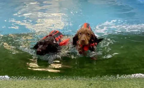 Two puppies are wearing orange jackets and swimming in a pool