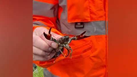 Tyne Rivers Trust Partial view of a man wearing a hi-viz jacket. In his hand he is holding a signal crayfish - the brown crustacean has it's front legs outstretched, claws open.