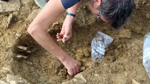 Cotswold Archaeology In the foreground is a small trench of about 1.5 meters in length and 40 centimetres in width. Leant over the trench is a woman. From the side profile her short dark grey hair, blue glasses, and silver dangly earrings are visible. Her right hand is delicately touching the bottom of the trench where there is soil covering what we know to be bones. There is a clear plastic specimen bag sat in the trench with the word 'teeth' written on it as well as the date and catalogue or reference codes.