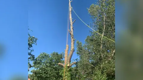 HSE A tall tree with its branches sawn off.